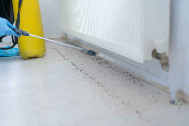 Best Flea Control Services  in Adel, GA